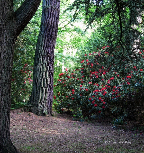 Bois des Moutiers (43) Juin 2012